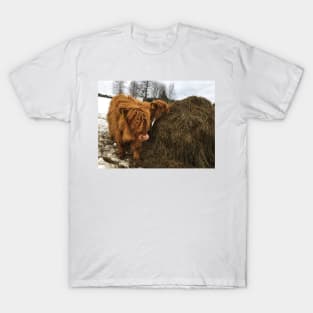 Scottish Highland Cattle Calves 1744 T-Shirt